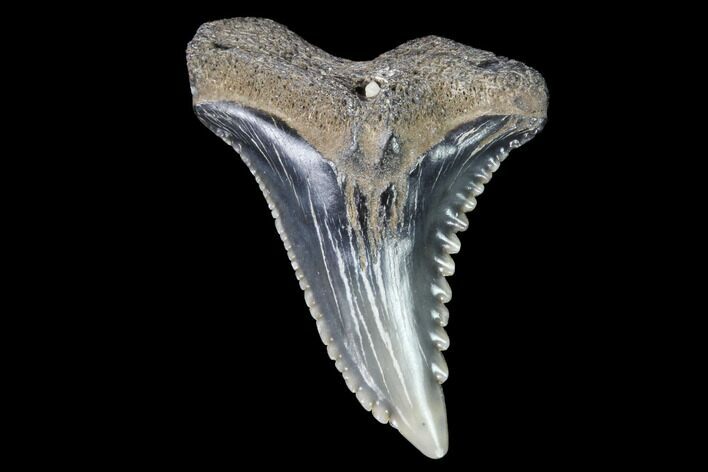 Hemipristis Shark Tooth Fossil - Virginia #96532